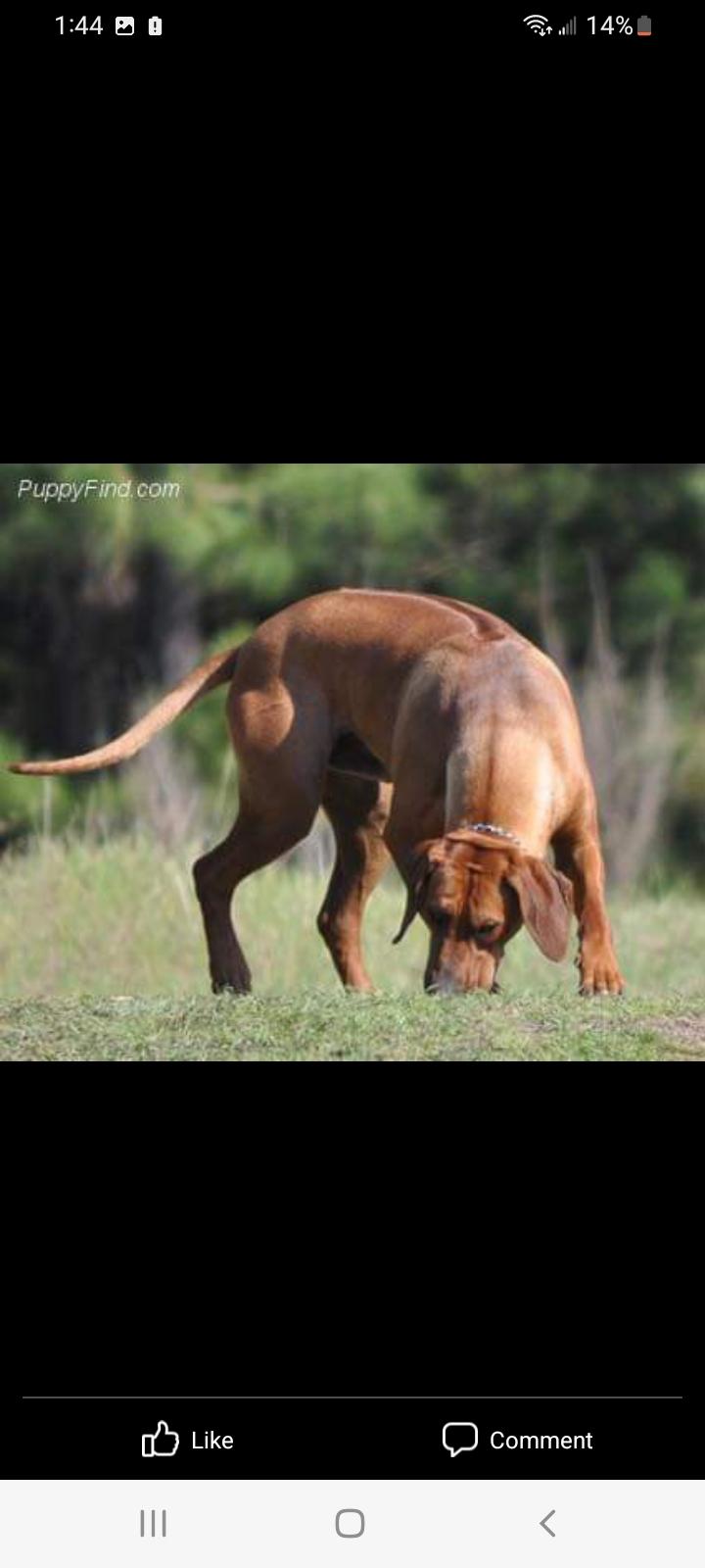 Rhodesian Ridgebacks Florida DogWood Kennels in Florida | Rhodesian Ridgeback puppies | Good Dog