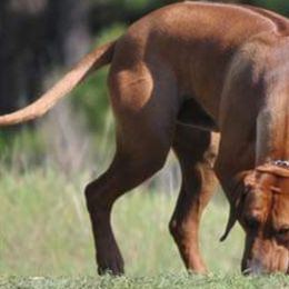 Rhodesian Ridgebacks from DogWood Kennels