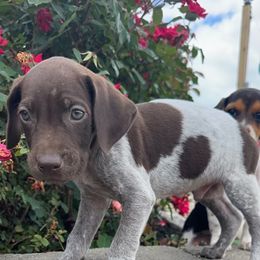 German Shorthaired Pointer Puppies from Mcshorthairs