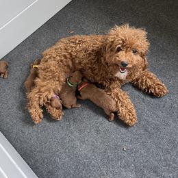 starr - Poodle