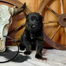 Retro - Black male German Shepherd puppy in Beech Grove, Arkansas from Ze Zadnich lesu