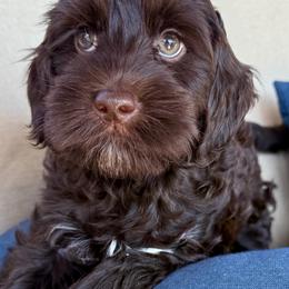 Rolo - Chocolate male Australian Labradoodle puppy in Sacramento, California from Delta Breeze Labradoodles
