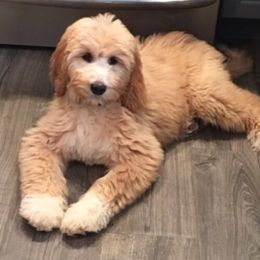 Goldendoodle Puppies from Lakeshore Doodles