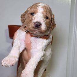 Macchiato (orange collar) - Parti male Poodle puppy in Plainfield, New Jersey from Caris Paws Poodles and Labradoodles