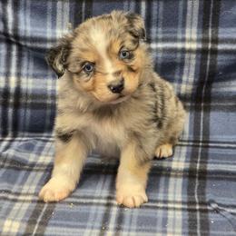 Steel - Blue merle male Australian Shepherd puppy in Leonard, Texas from Tin Roof Aussies