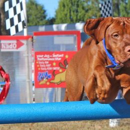 Vizslas from Kristen Sullivan