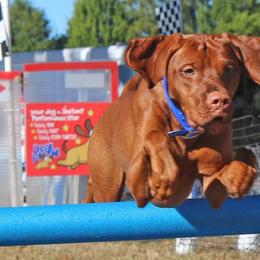 Vizslas from Kristen Sullivan