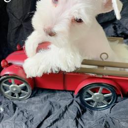 Miniature Schnauzer Puppies from Mrs Bs Teeny Schnauzers & Doodles