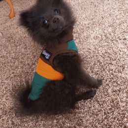 Pomeranian Puppies from Partain Poms