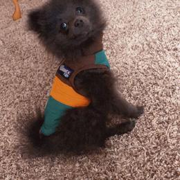 Pomeranian Puppies from Partain Poms