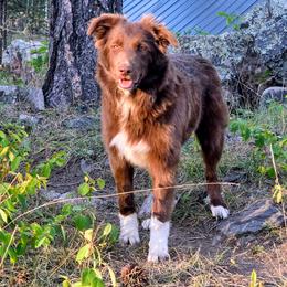 Wilma - Red female Border Collie puppy in Custer, South Dakota from Pinpoint Border Collies