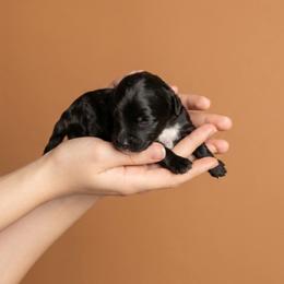 Black Boy 1 - Black male Goldendoodle puppy in Milton, Florida from Sutton Place Doodles