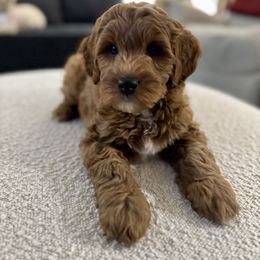 Goldendoodle puppies from Jessica's  Goldendoodle’s