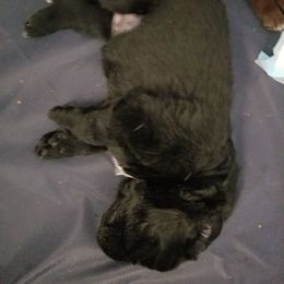 Newfoundland Puppies from Country Magik