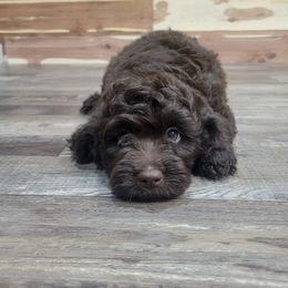 Luke - Brown male Cockapoo puppy in Missouri from KDK Missouri Miniature Poodles