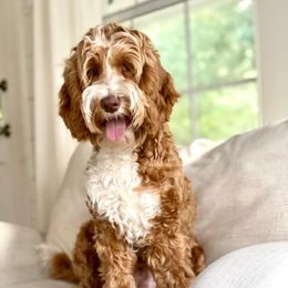 Luke - Australian Labradoodle