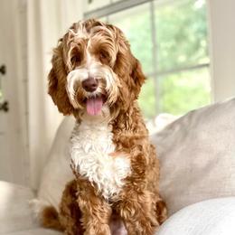 Luke - Australian Labradoodle
