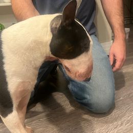 Diamond - Miniature Bull Terrier