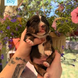 Puppy 3 - Black & white male Miniature American Shepherd puppy in Colorado Springs, Colorado from Fuzy Butts Mini & Toy Aussies