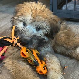 Royce - Soft Coated Wheaten Terrier puppy from Valleydayle Doodles and Wheatens