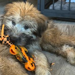 Royce - Soft Coated Wheaten Terrier puppy from Valleydayle Doodles and Wheatens