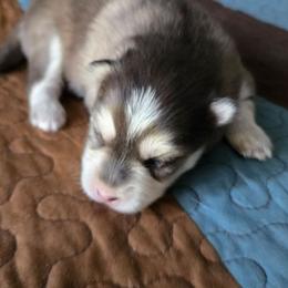 Gracie - Black and white female Pomsky puppy in Coatesville, Pennsylvania from Peaceful Pomskys