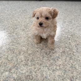 Alexa - Red female Maltipoo puppy in Bowling Green, Kentucky from Denise Clark