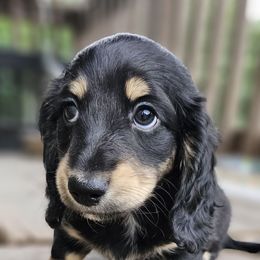 Boy 2 - Black and tan male Dachshund puppy in Woodland, Washington from SJs Dachshunds
