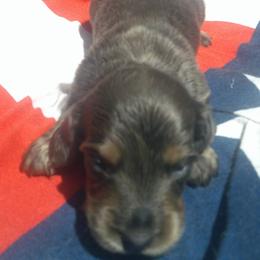 DBs Kurt G - Cream male Dachshund puppy in Summerfield, Florida from D & B Ranchette