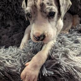Creed - Mantle merle male Great Dane puppy in Brooksville, Florida from Follow My Lead Great Danes