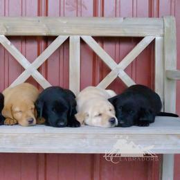 Labrador Retriever Puppies from UC Labradors