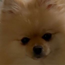 Lainey - Pomeranian