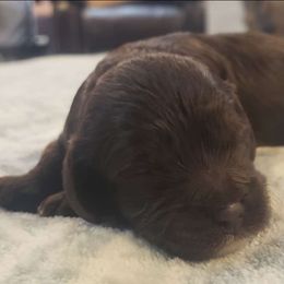 Chocolate female - Brown female Cockapoo puppy in Howell, Michigan from Robbin's Treasures