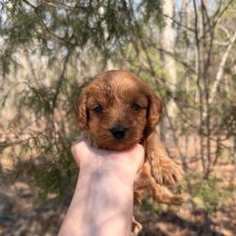 Cotton - Apricot male Cavapoo puppy in Midland, North Carolina from Rocky River Cavapoos