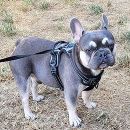 French Bulldogs from Wonder’s Frenchies