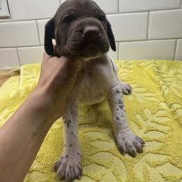 Pink Boy - Liver male German Shorthaired Pointer puppy in White Salmon, Washington from Holding Hands Farm