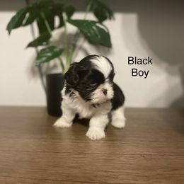 Black boy - Black and white Shih Tzu puppy in Conroe, Texas from NINKENNEL