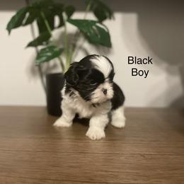 Black boy - Black and white Shih Tzu puppy in Conroe, Texas from NINKENNEL