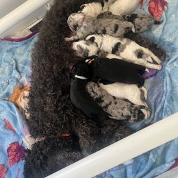 Assorted Doodle Crosses, Bernedoodle, and Poodle Puppies from ‘Mut’zger Doodles