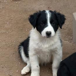 Celeste - Black & white female Australian Shepherd puppy in San Tan Valley, Arizona from Mott Ranch - Blazin' Sun Aussies