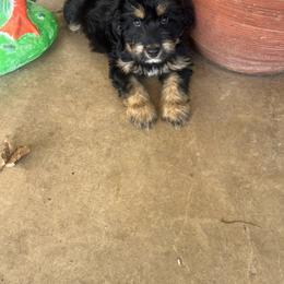 Rocco - Black phantom male Aussiedoodle puppy in Yellville, Arkansas from Ozark Mountain Doodles & Pugs