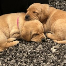 Labrador Retrievers from Britt's Labrador Retrievers