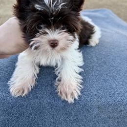 Duke - Chocolate, tan and white male Yorkshire Terrier puppy in Winder, Georgia from Hause of Vang Kennels