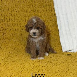 Livvy - Red  female Goldendoodle puppy in Estesburg, Kentucky from Wet Goldendoodle Kisses