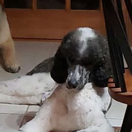 Fendi - Poodle