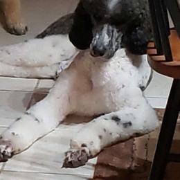 Fendi - Poodle