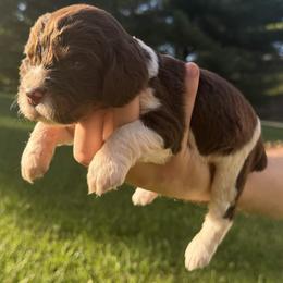 Penny - Tri-Roan female English Springer Spaniel puppy in Stephens City, Virginia from Legendary Springers