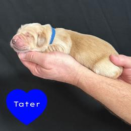 Tater (Blue) - Golden male Golden Retriever puppy in Cadillac, Michigan from K & M Golden Retrievers