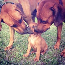 Rhodesian Ridgeback Puppies from Supernova Ridgebacks