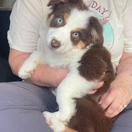 Autumn - Red tri female Miniature Australian Shepherd puppy in Kentucky from Natural Life Ranch